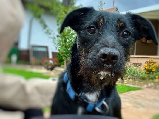 Tierschutzhunde suchen ein Zuhause-Beitrag-Bild