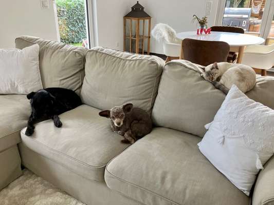 Tierschutzhunde suchen ein Zuhause-Beitrag-Bild