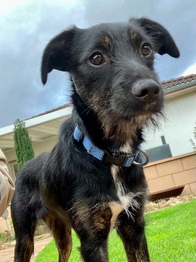 Tierschutzhunde suchen ein Zuhause-Beitrag-Bild