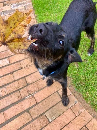 Tierschutzhunde suchen ein Zuhause-Beitrag-Bild