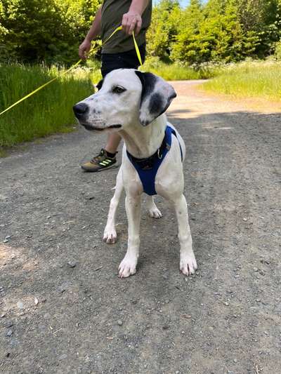 Tierschutzhunde suchen ein Zuhause-Beitrag-Bild