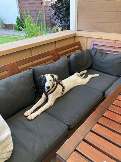 Tierschutzhunde suchen ein Zuhause-Beitrag-Bild