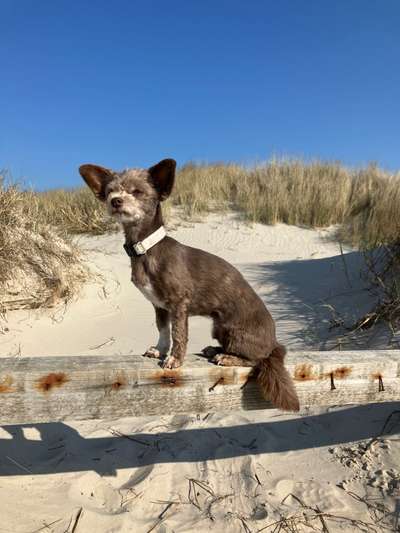 Mischlinge raten - Rätselspaß-Beitrag-Bild