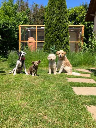 Tierschutzhunde suchen ein Zuhause-Beitrag-Bild