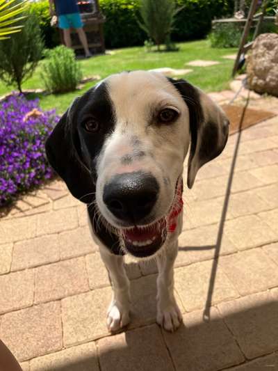 Tierschutzhunde suchen ein Zuhause-Beitrag-Bild