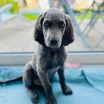 Hundetreffen-Spielkameraden gesucht-Bild