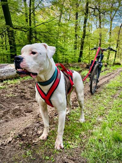 Canicross/Bikejöring-Ausstattung-Beitrag-Bild