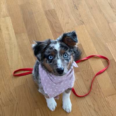 Hundetreffen-Regelmäßige Treffen zum gemeinsamen Wachsen