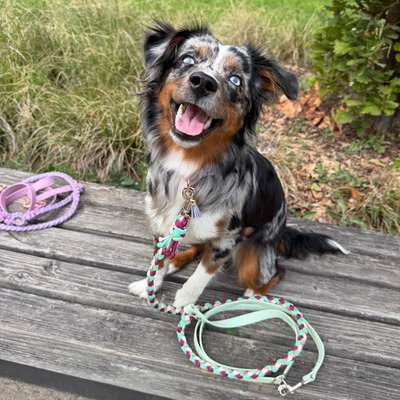 Hundetreffen-Gemeinsame Gassi/Spielrunden-Bild