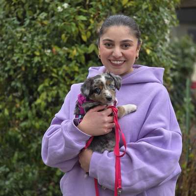 Hundetreffen-Regelmäßige Treffen zum gemeinsamen Wachsen