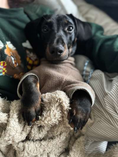 Hundetreffen-Freunde für Pino-Bild