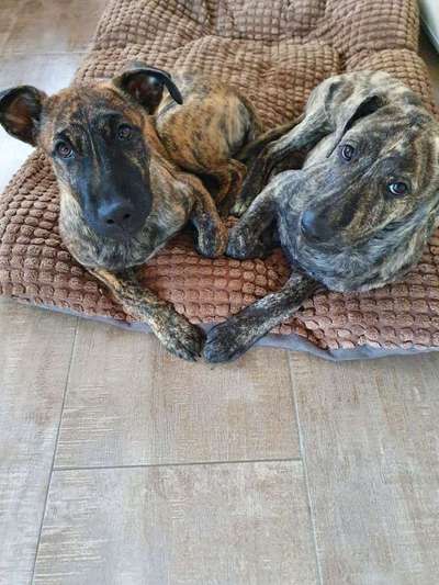 Die Dogorama Kalender Challenge Titelbild-Beitrag-Bild