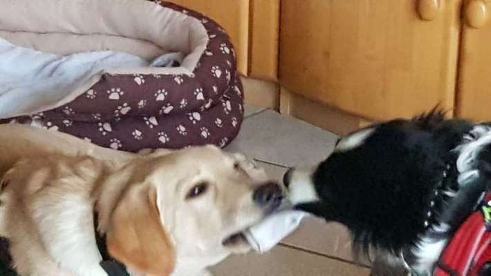 Warum liebst du deinen Hund?-Beitrag-Bild