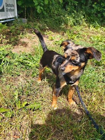 Prager Rattler-Beitrag-Bild