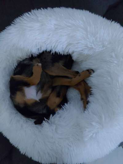 Prager Rattler-Beitrag-Bild