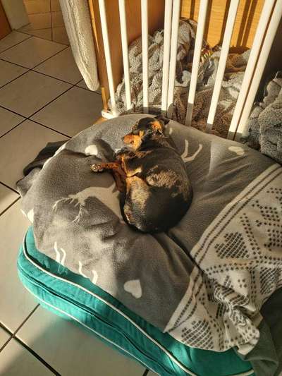 Prager Rattler-Beitrag-Bild