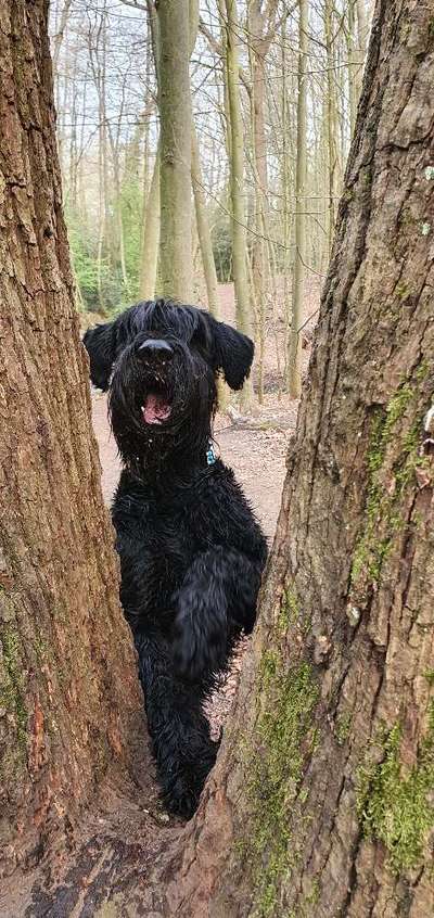 HUNDEBETREUUNG IN DEN Heebstferien-Beitrag-Bild