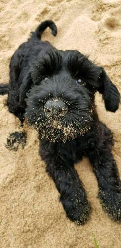 Welpen Bilder !-Beitrag-Bild