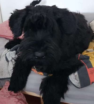 Welpen Bilder !-Beitrag-Bild