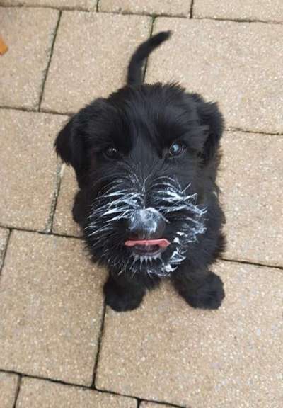 Welpen Bilder !-Beitrag-Bild