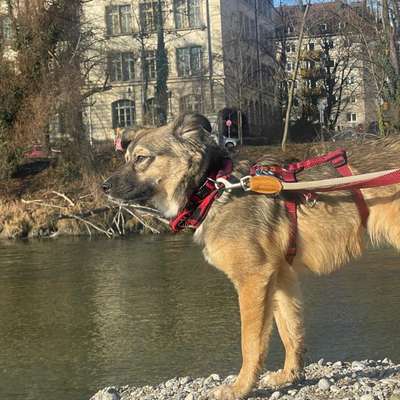 Hundetreffen-Spiel/Gassitreffen für TS Hündin (7M)-Bild