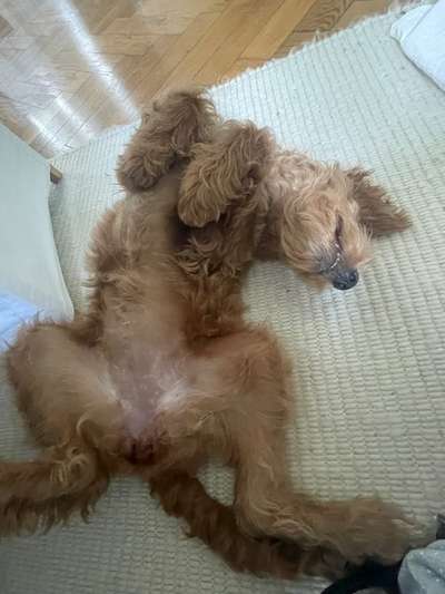 Dogorama Photo Challenge - Wälzen-Beitrag-Bild