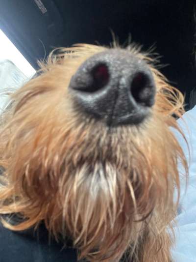 Zeigt mir die tollste Nahaufnahme von eurer Fellnase-Beitrag-Bild