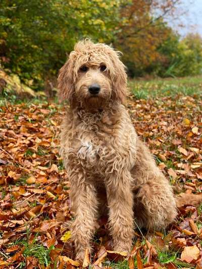 Herbst Bilder-Beitrag-Bild