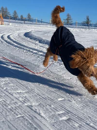 17. Collage Challenge / Springende Fellnasen-Beitrag-Bild