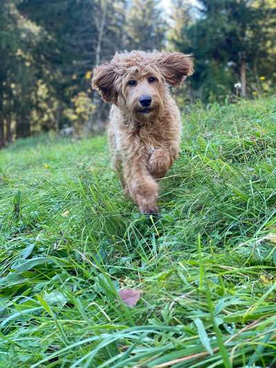 17. Collage Challenge / Springende Fellnasen-Beitrag-Bild