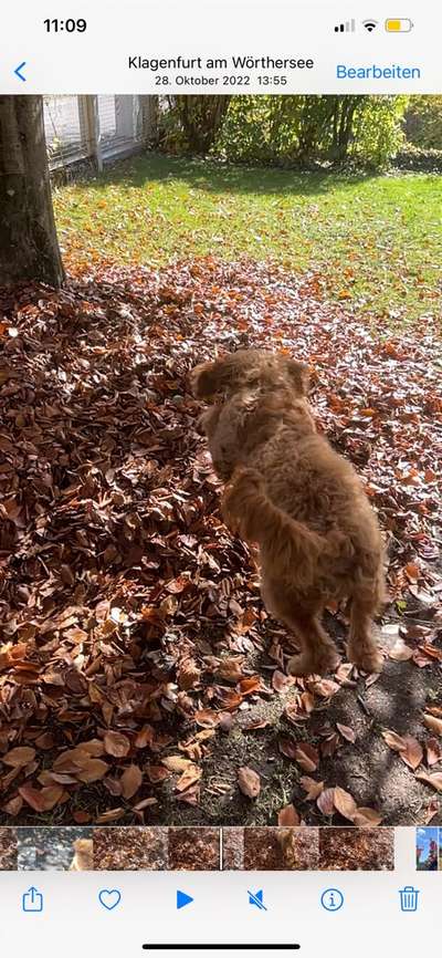 17. Collage Challenge / Springende Fellnasen-Beitrag-Bild