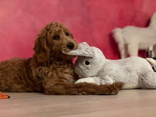 Rassenspezifische Farbbezeichnungen.... was ist euer Hund ? -)-Beitrag-Bild