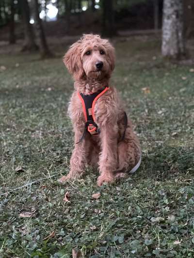 Die Lieblingsrunde eures Vierbeiners-Beitrag-Bild