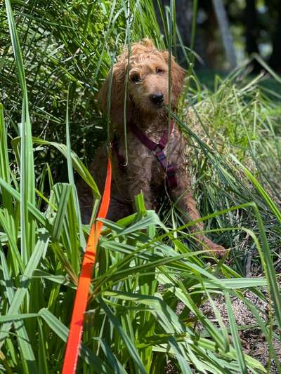 Dogorama Photo Challenge - Tarnung ist alles-Beitrag-Bild