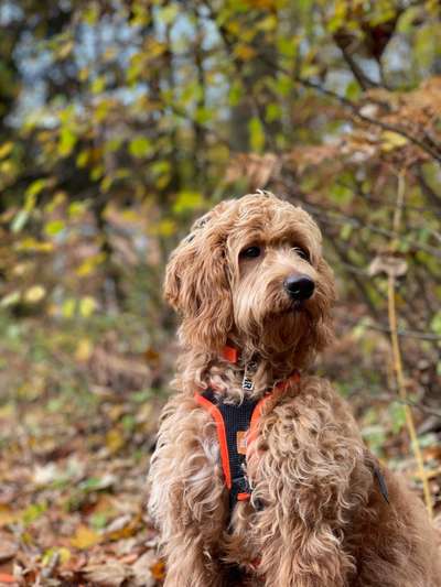 Die Lieblingsrunde eures Vierbeiners-Beitrag-Bild