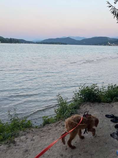 Die wunderschöne Welt mit Hund.-Beitrag-Bild