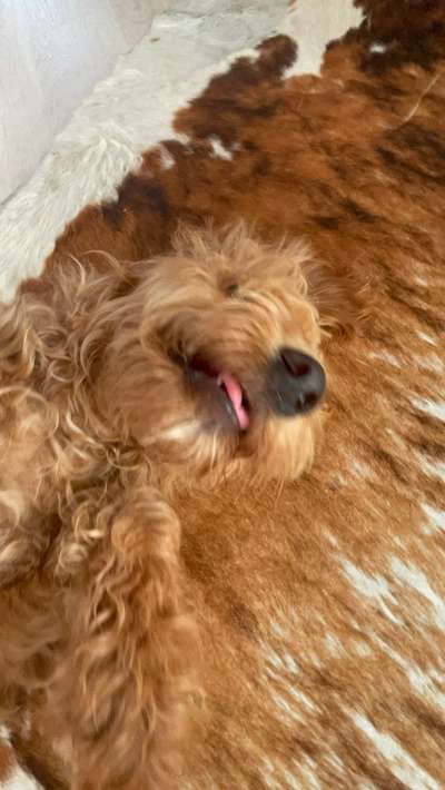 18. Collagen Challenge - Zunge raus!-Beitrag-Bild