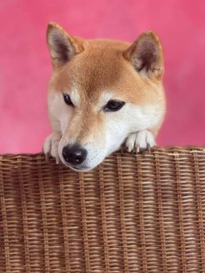 Ist das ein...?-Beitrag-Bild