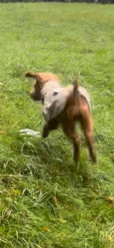 17. Collage Challenge / Springende Fellnasen-Beitrag-Bild