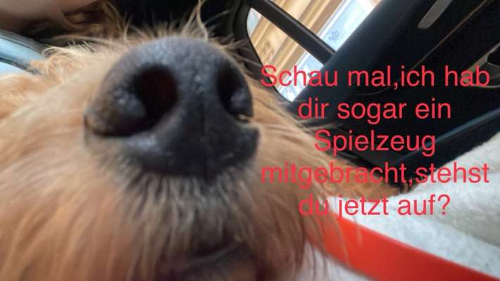1. Kurzgeschichten Challenge  - Thema:  ...Los, aufstehen-Beitrag-Bild