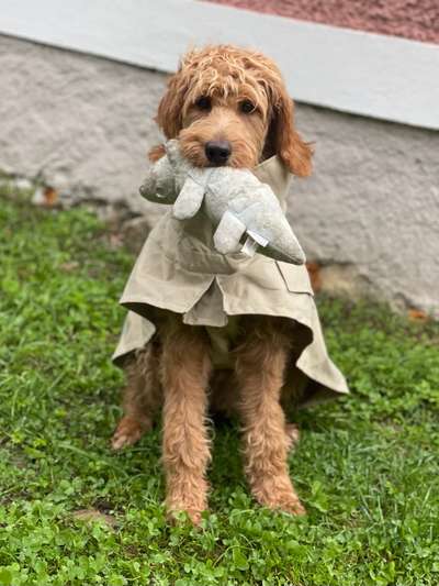 Alles rund um Hundemäntel/Bekleidung-Beitrag-Bild