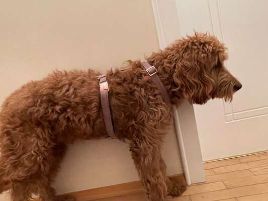 Wie sitzt mein Geschirr?-Beitrag-Bild