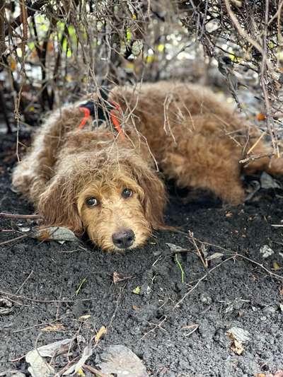 dirty Dog-Beitrag-Bild