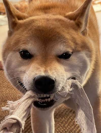 Handy-foto Challange nr. 11-Beitrag-Bild