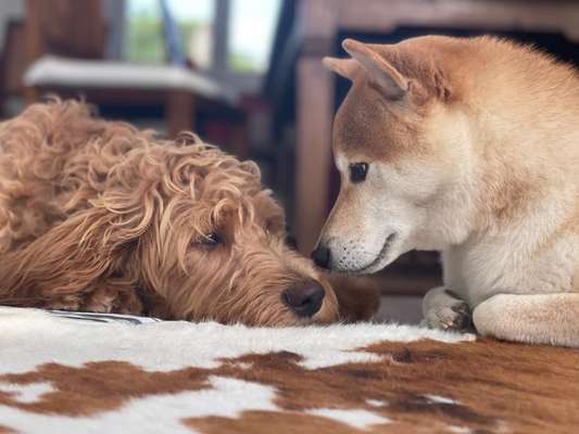 98.Fotochallange  - Hunde zeigen Zuneigung-Beitrag-Bild