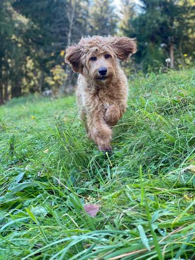 zeigt eure Hunde mit Ihren Frühlingsgefühlen:)-Beitrag-Bild