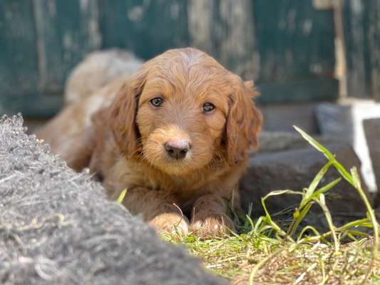 Zeigt mal die schönsten Bilder von euren Hunden !-Beitrag-Bild