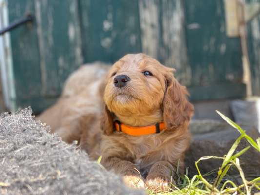 Labradoodle gesucht-Beitrag-Bild