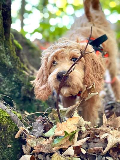 Wald Bild-Beitrag-Bild