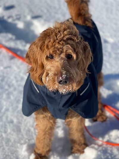 Dogorama Photo Challenge - Portrait-Beitrag-Bild